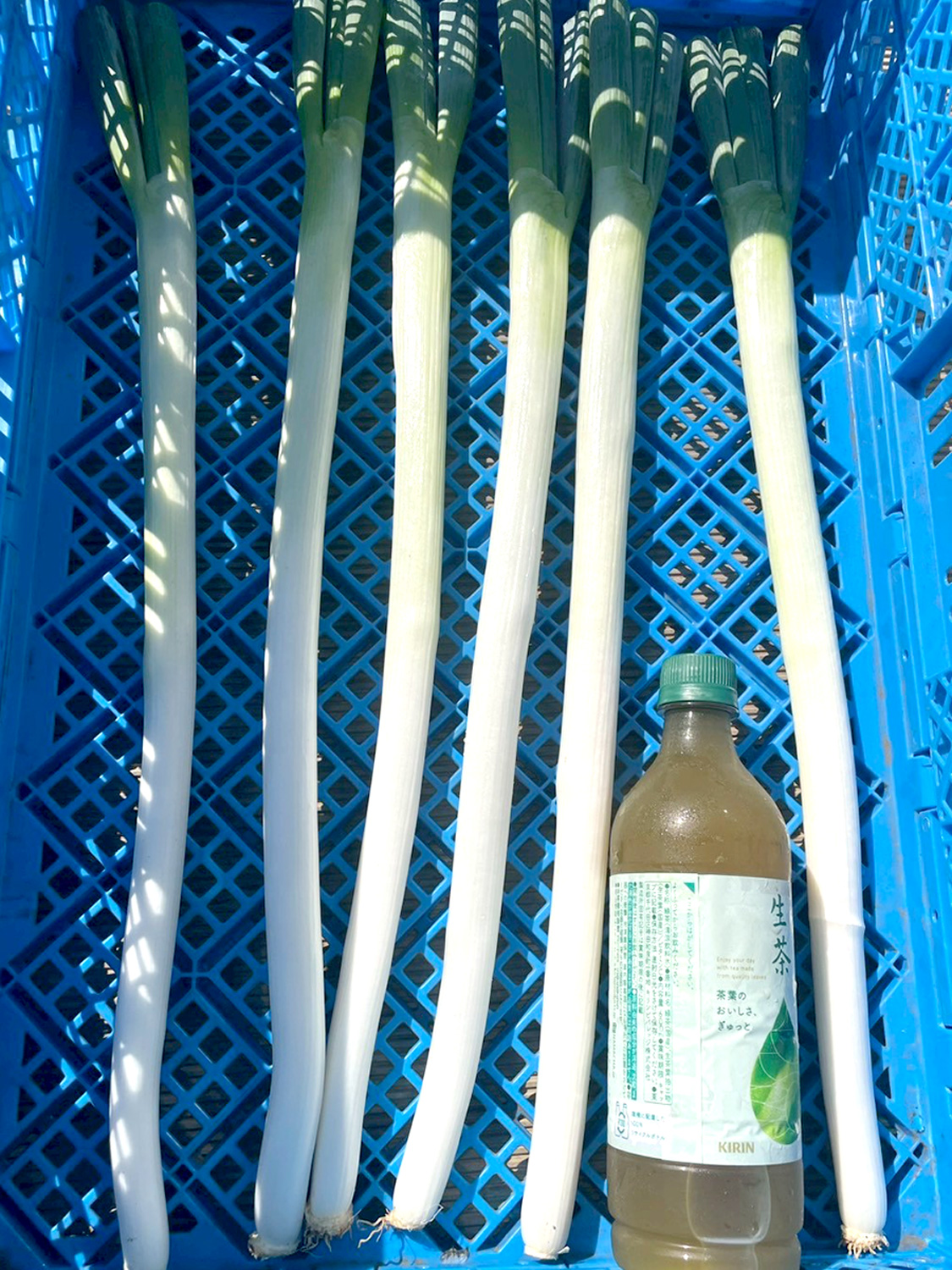 LEAFENERGY®（リーフエナジー） | 次世代農業へと導く 株式会社井澤商店