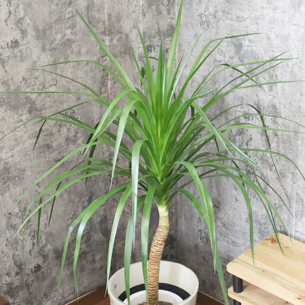 ドラセナ カンボジアーナ | 優雅な葉姿 カンボジアーナの育て方