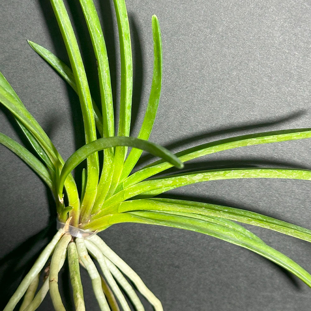 宝石のような観葉植物のお店 【Jewelry Plant】 富貴蘭 風蘭 蘭 ポスト