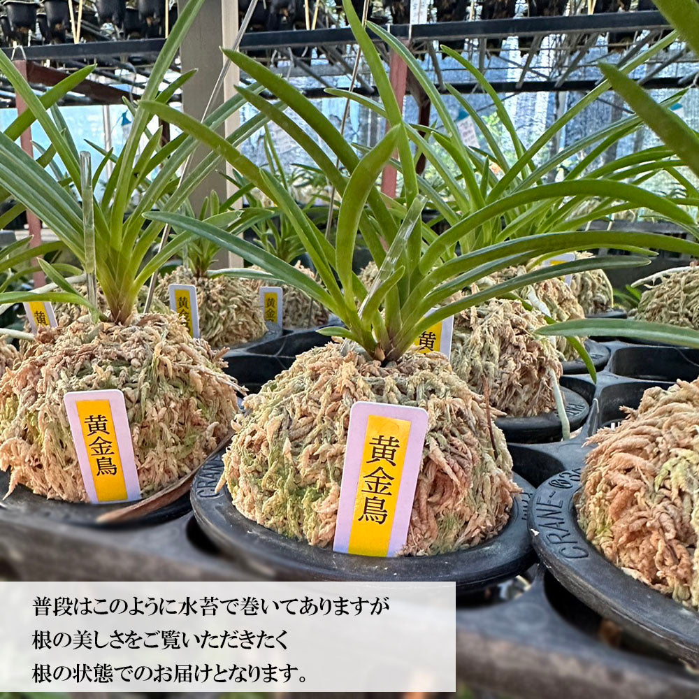 宝石のような観葉植物のお店 【Jewelry Plant】 富貴蘭 風蘭 蘭 ポスト