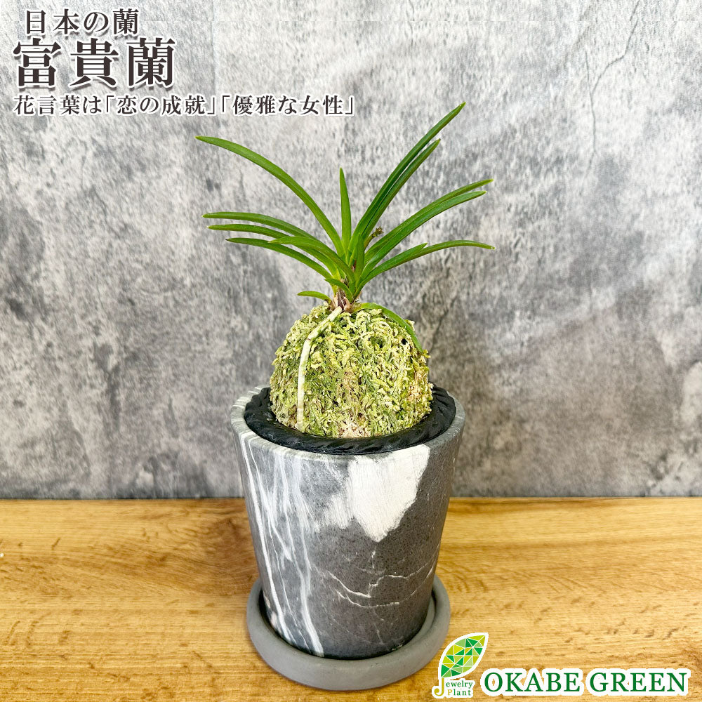 宝石のような観葉植物のお店 【Jewelry Plant】 富貴蘭 風蘭 蘭 グレー