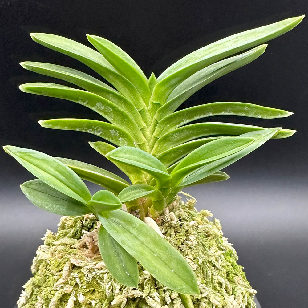 宝石のような観葉植物のお店 【Jewelry Plant】 富貴蘭 聖やんま ひじ