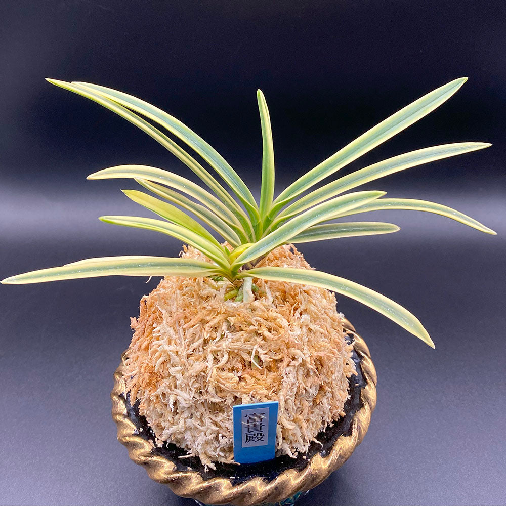 宝石のような観葉植物のお店 【Jewelry Plant】 富貴蘭 風蘭 蘭 富貴殿