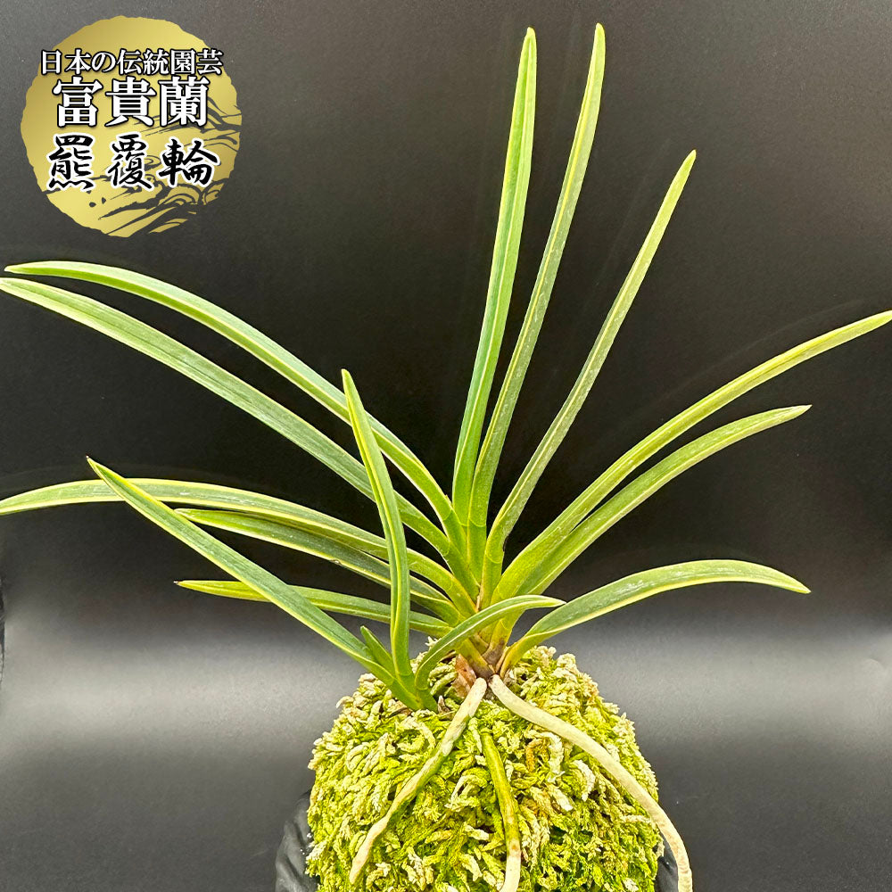 宝石のような観葉植物のお店 【Jewelry Plant】 富貴蘭 羆覆輪 ひぐま