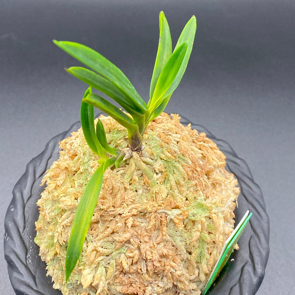 宝石のような観葉植物のお店 【Jewelry Plant】 富貴蘭 風蘭 蘭 金牡丹