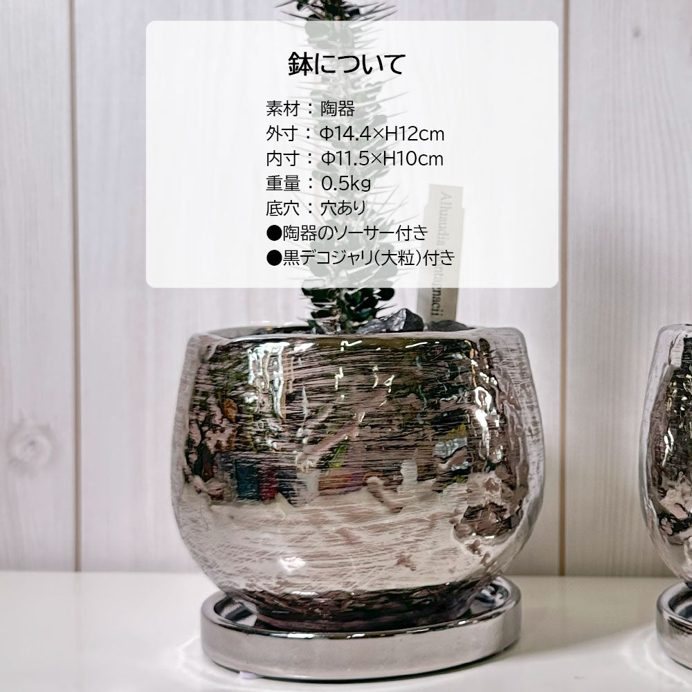 アローディア モンタグナッキー 5号 【現品】 選べる樹形 シルバー陶器