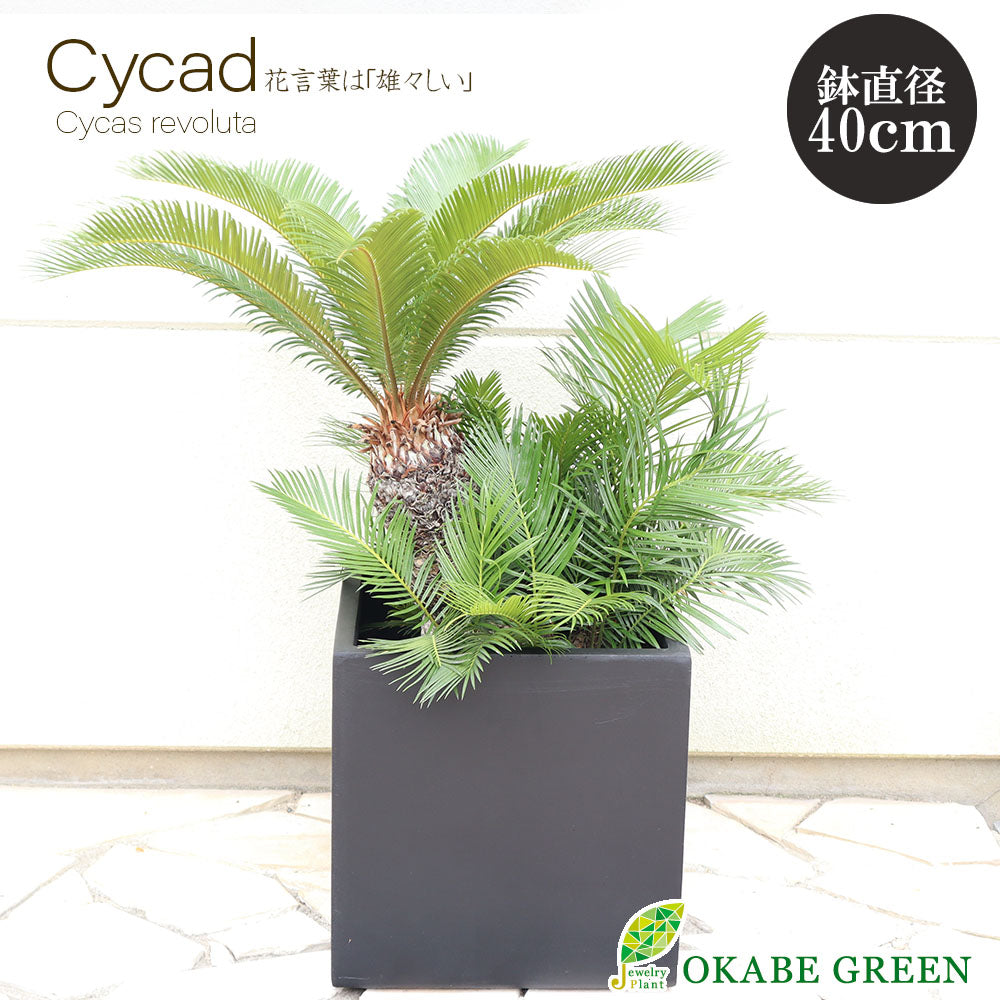 宝石のような観葉植物のお店 【Jewelry Plant】 ソテツ 【現品】 10号