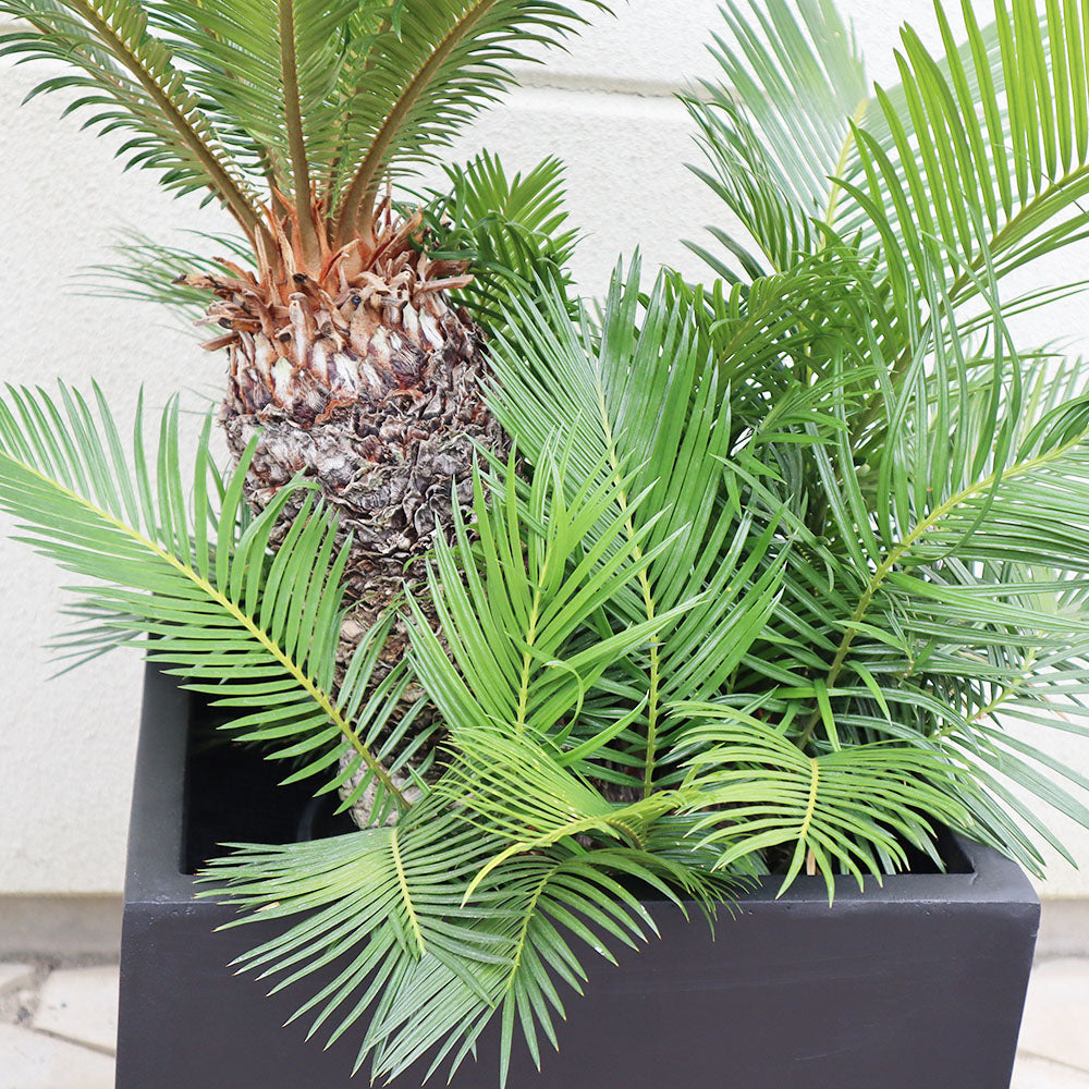 宝石のような観葉植物のお店 【Jewelry Plant】 ソテツ 【現品】 10号