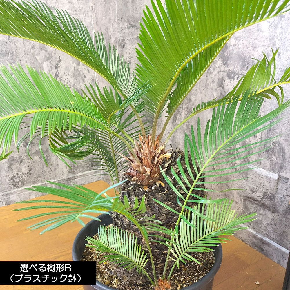 宝石のような観葉植物のお店 【Jewelry Plant】 ソテツ 11号 【現品