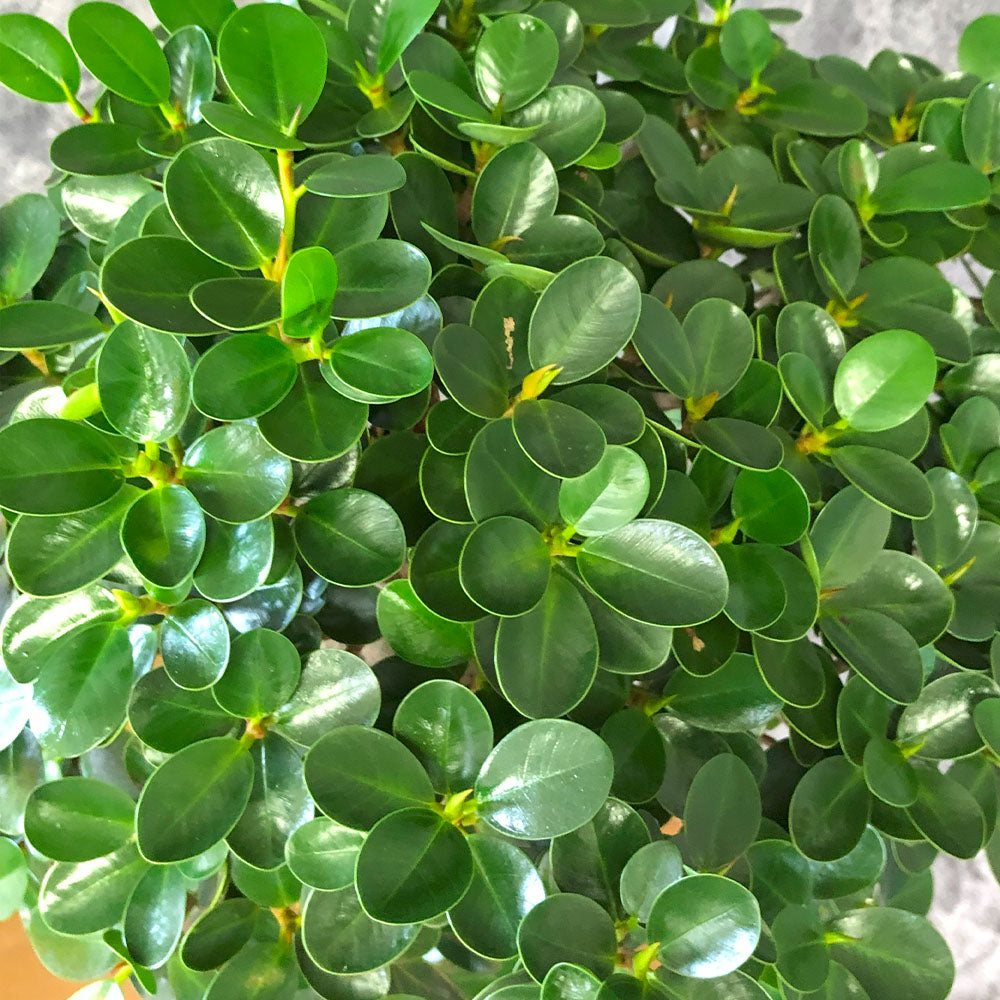 宝石のような観葉植物のお店 【Jewelry Plant】 パンダガジュマル 9号