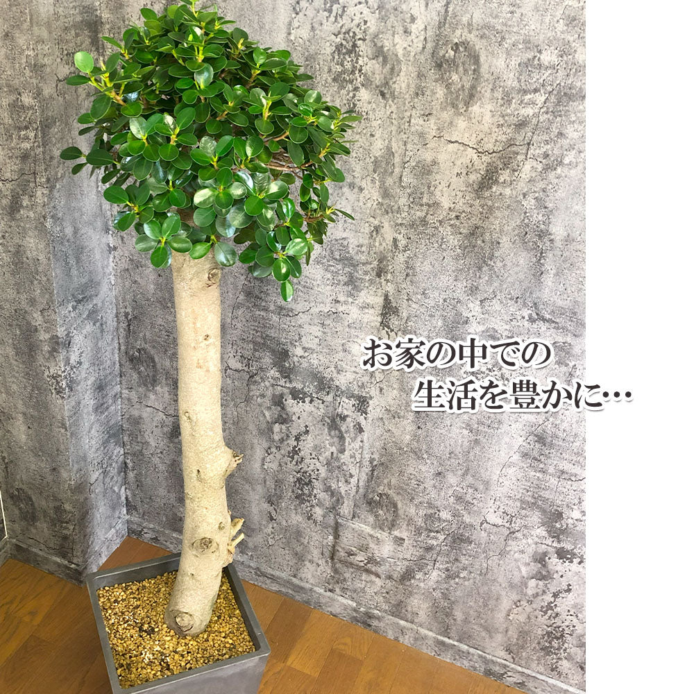 宝石のような観葉植物のお店 【Jewelry Plant】 パンダガジュマル 9号