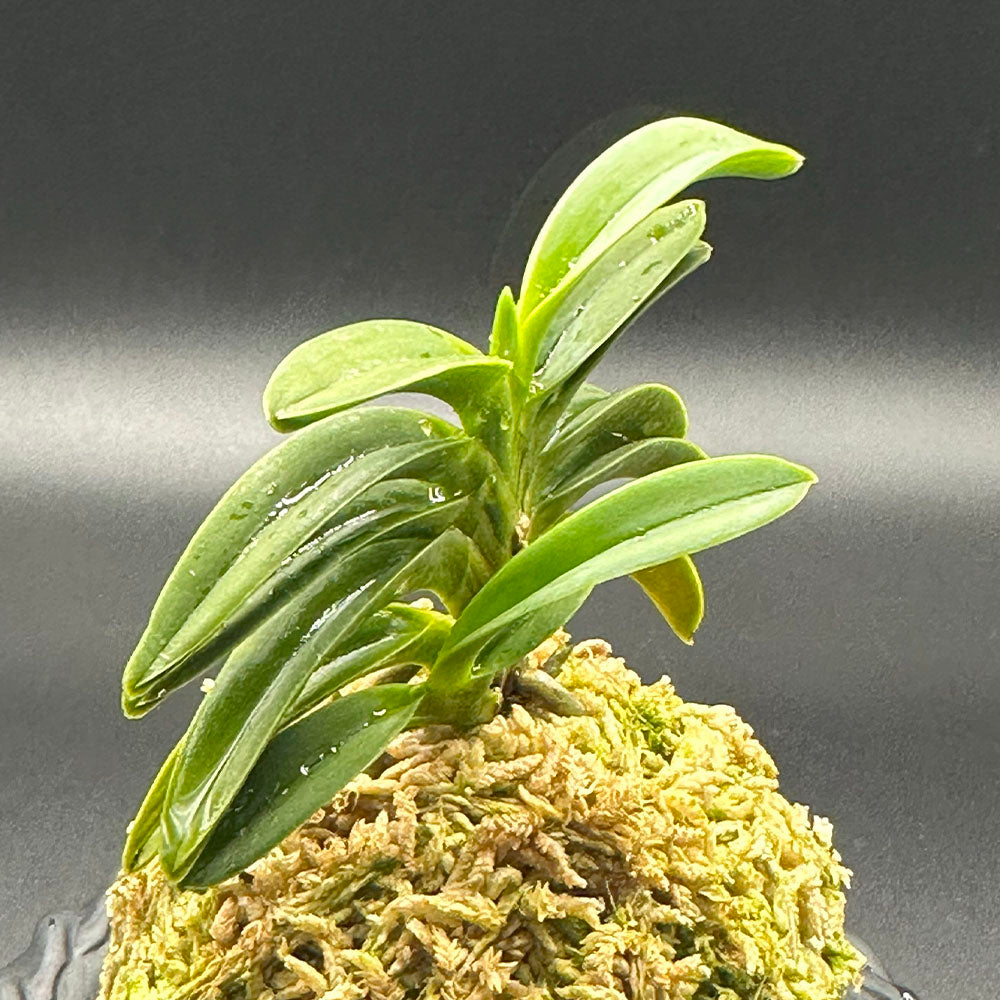 宝石のような観葉植物のお店 【Jewelry Plant】 富貴蘭 紀州緑風 4本立