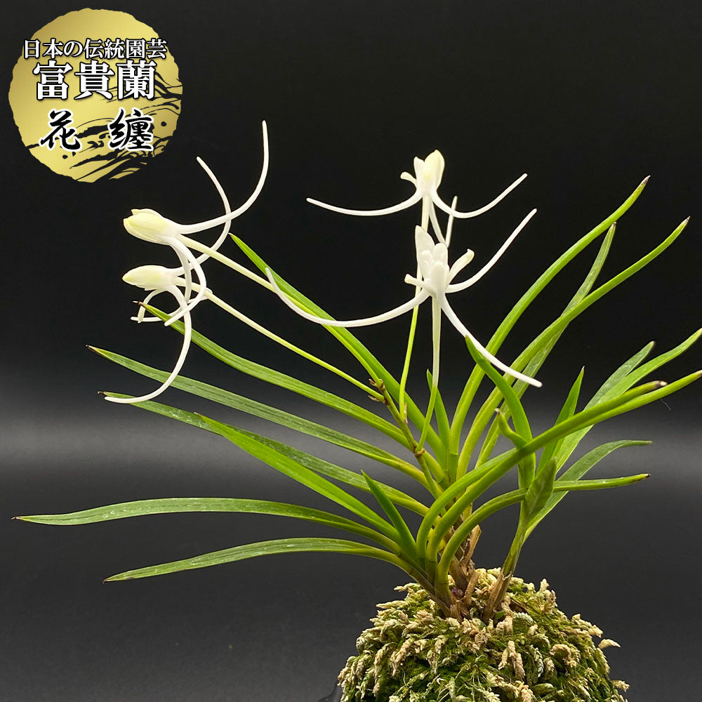 宝石のような観葉植物のお店 【Jewelry Plant】 富貴蘭 風蘭 蘭 花纏 3