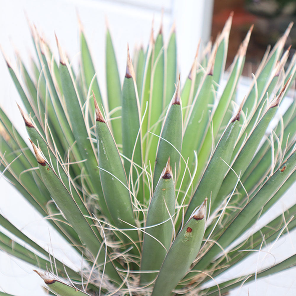 宝石のような観葉植物のお店 【Jewelry Plant】 ユッカ フィリフェラ