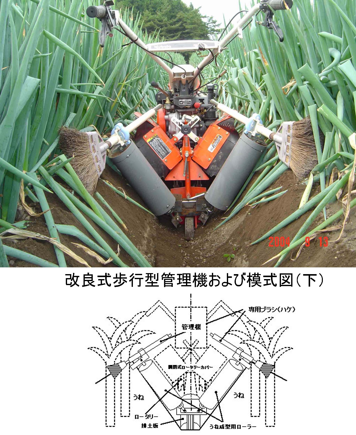 ネギの土寄せ作業（仕上げ培土）（青森）
