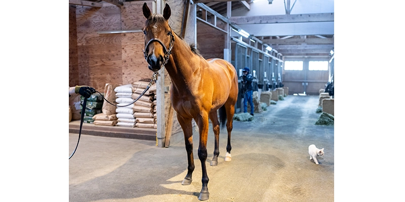 ノーザンファーム空港 厩舎リポート｜2歳馬牧場リポート2025春｜競馬