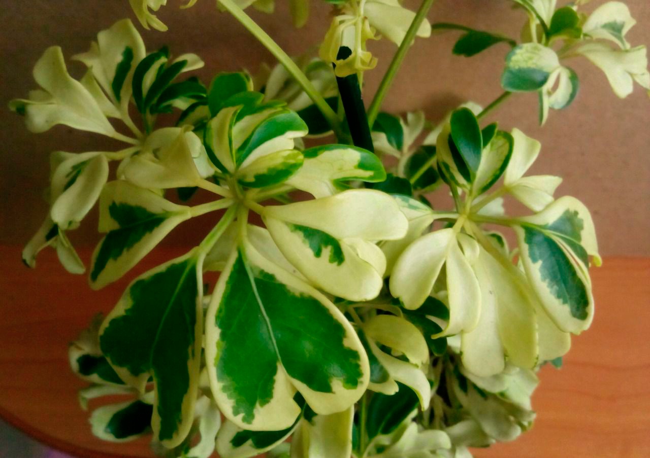 おしゃれで育てやすいシェフレラ・ジェニーネ - サボテン・多肉植物の