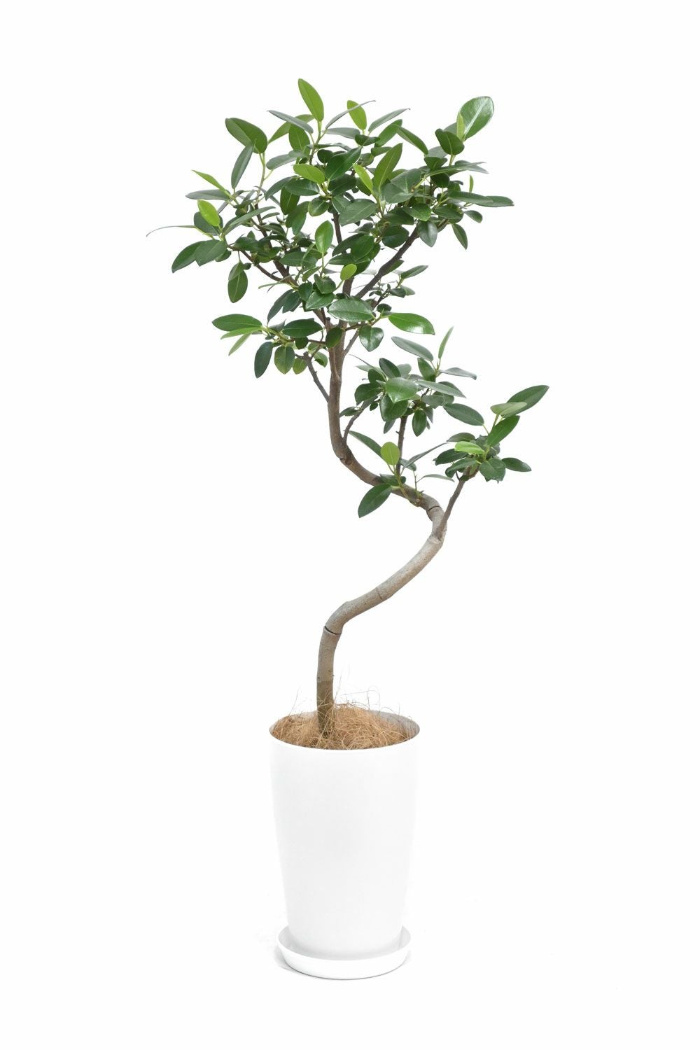 フランスゴム（フィカス・ルビギノーザ）曲がり樹形 7号プラ鉢ロング