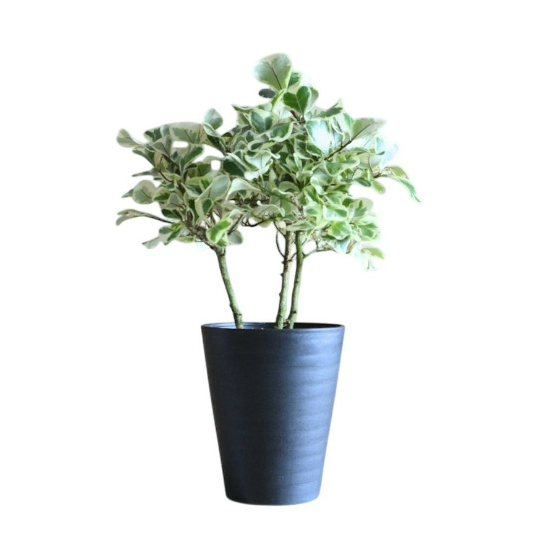 フィカス『斑入り』トライアンギュラス5号 セラアート鉢 観葉植物 本物