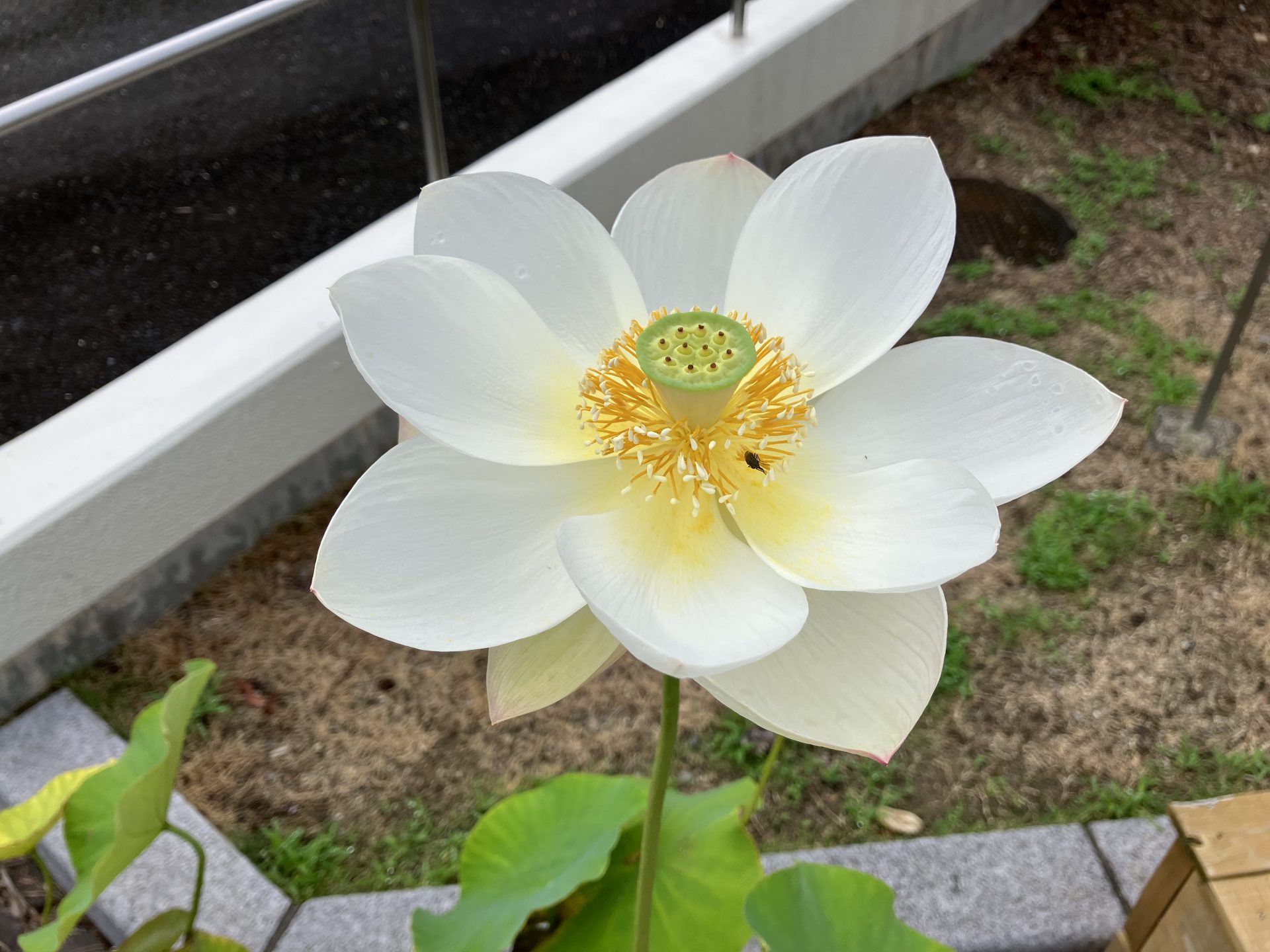 蓮栽培 鉢植えの蓮が開花！ - 関西創価高等学校