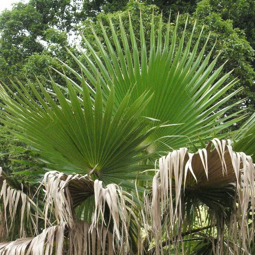 ワシントンヤシ