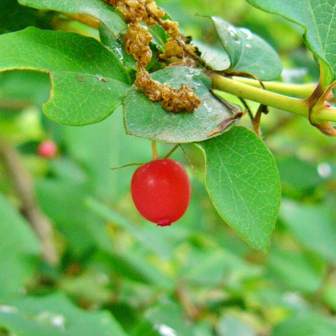 ウグイスカグラ