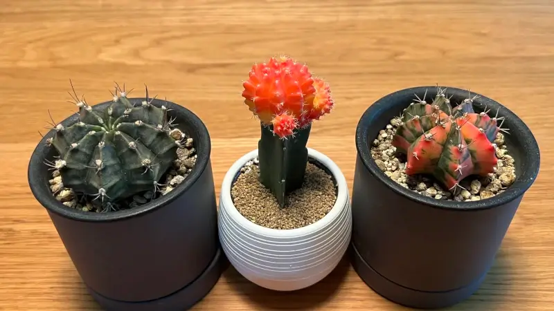 サボテンの接ぎ木！緋牡丹を竜神木に接ぐ方法を解説 | キープランツ