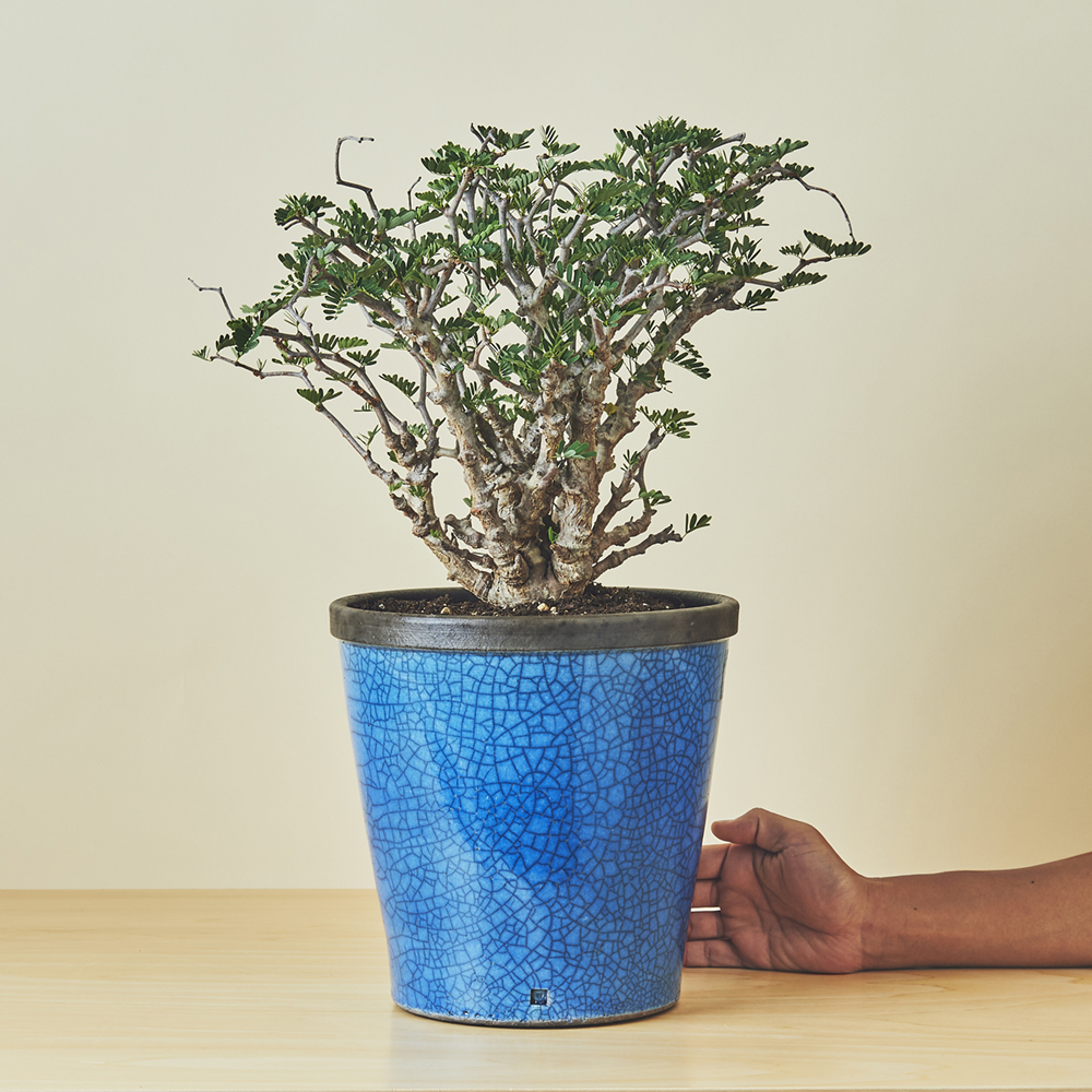 センナ メリディオナリス/盆栽、多肉植物、塊根植物、観葉植物通販