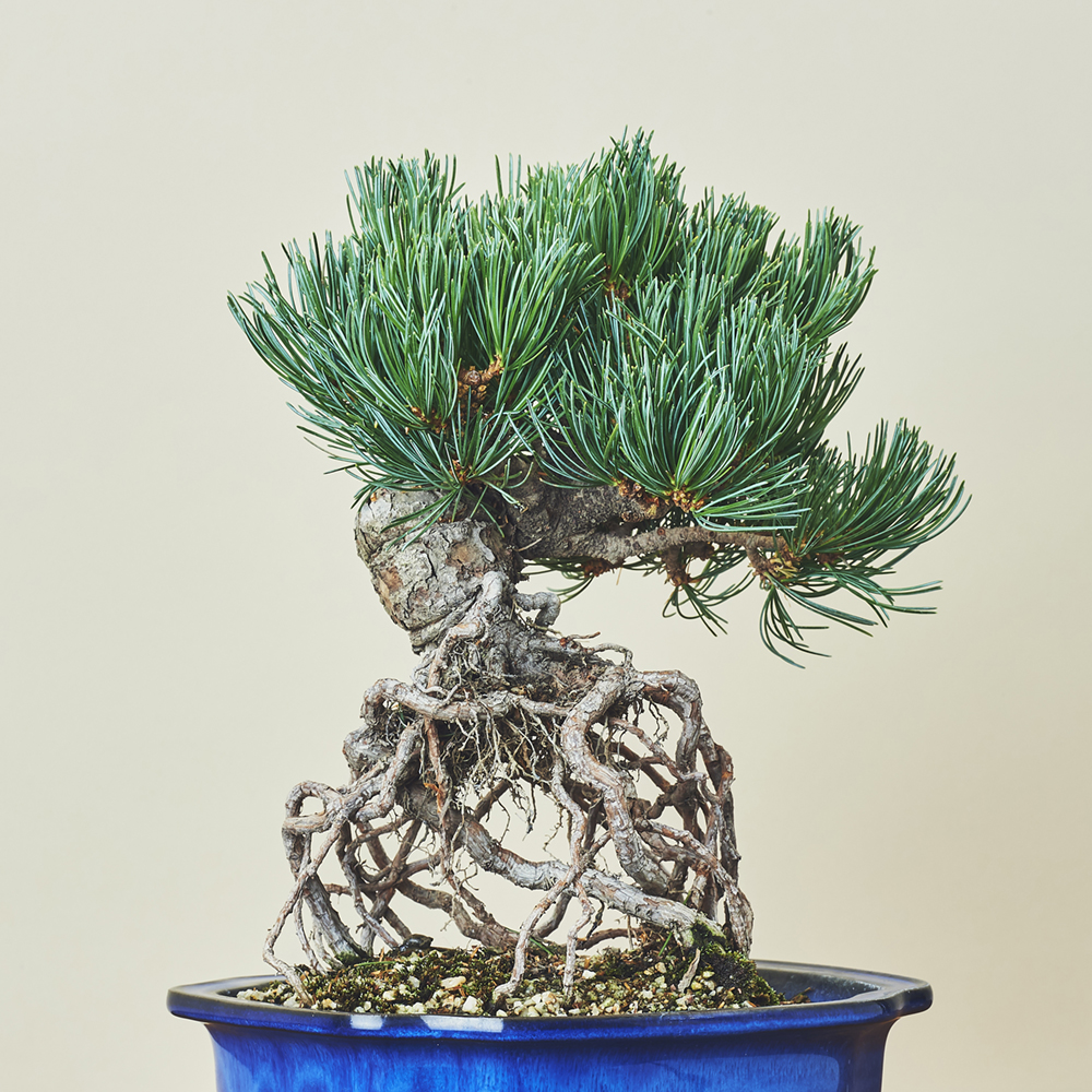 八房五葉松・ヤツブサゴヨウマツ/盆栽、多肉植物、塊根植物、観葉植物