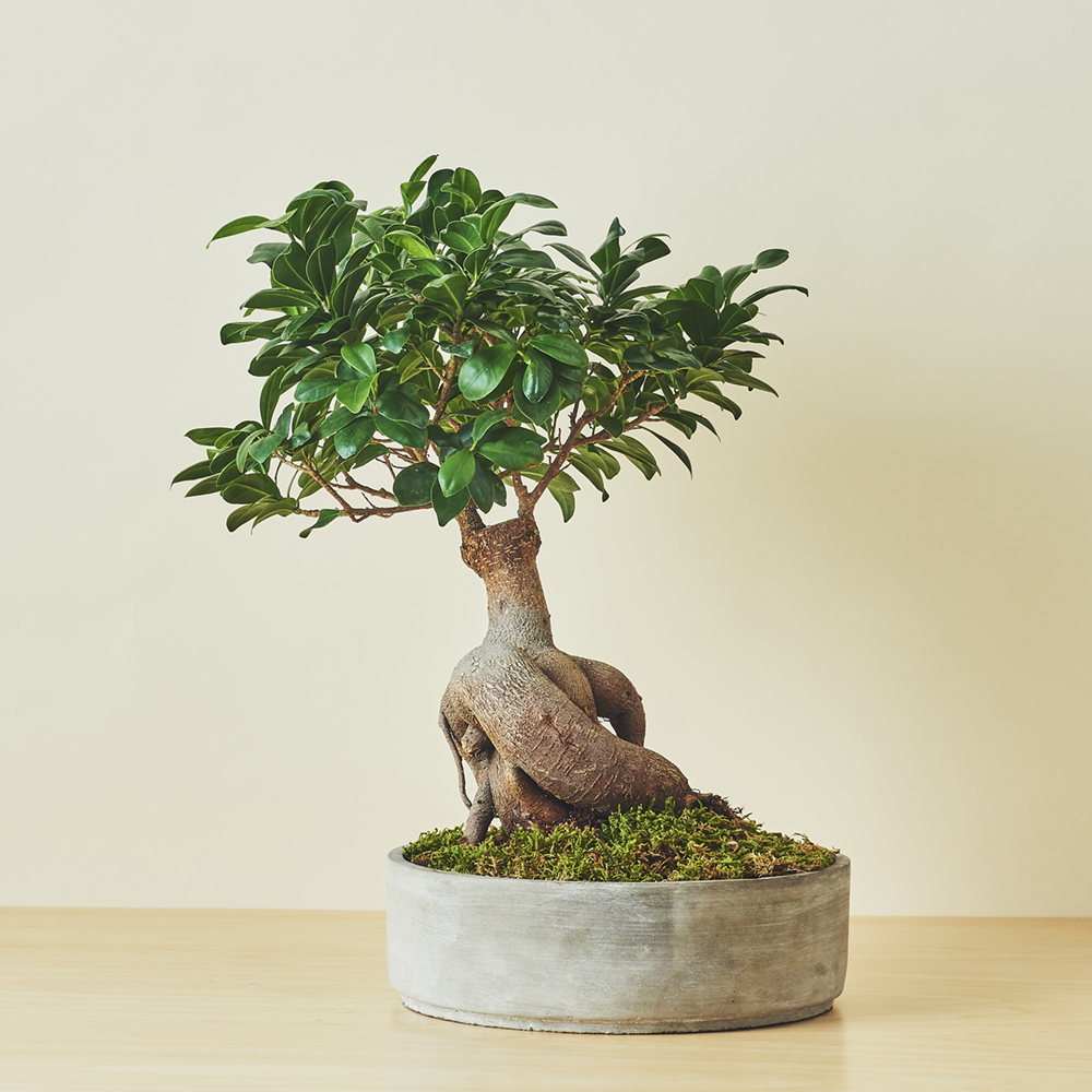 ガジュマルL/盆栽、多肉植物、塊根植物、観葉植物通販/KIDORI -キドリ-