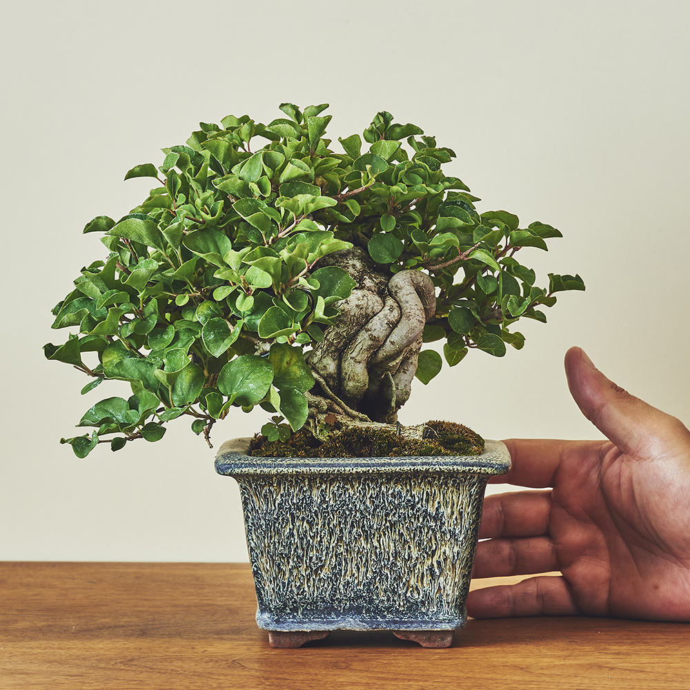 ライラック/盆栽、多肉植物、塊根植物、観葉植物通販/KIDORI -キドリ-