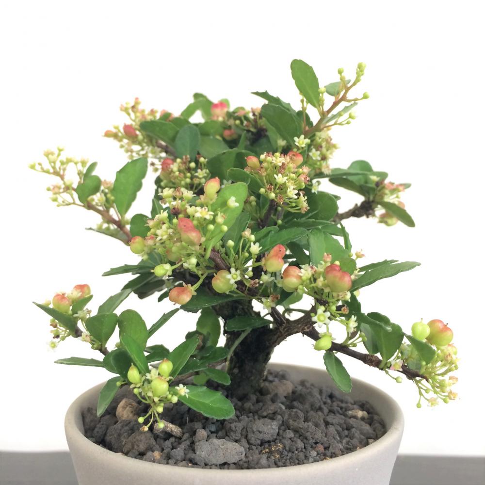 ミニ盆栽 ハリツルマサキ/盆栽、多肉植物、塊根植物、観葉植物通販