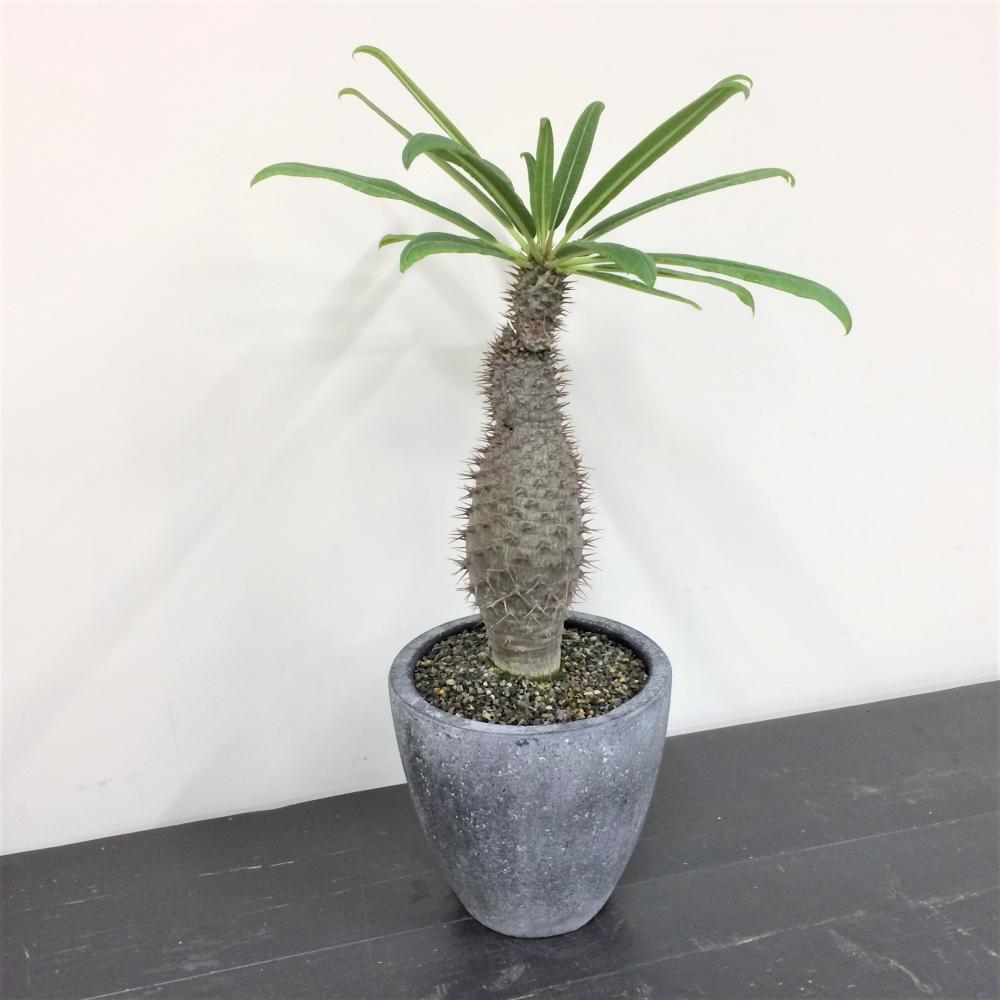 パキポディウム・ラメリー フィフェレネンセ/盆栽、多肉植物、塊根植物