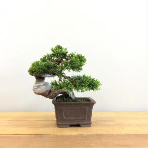 真柏・シンパク no.4/盆栽、多肉植物、塊根植物、観葉植物通販/KIDORI