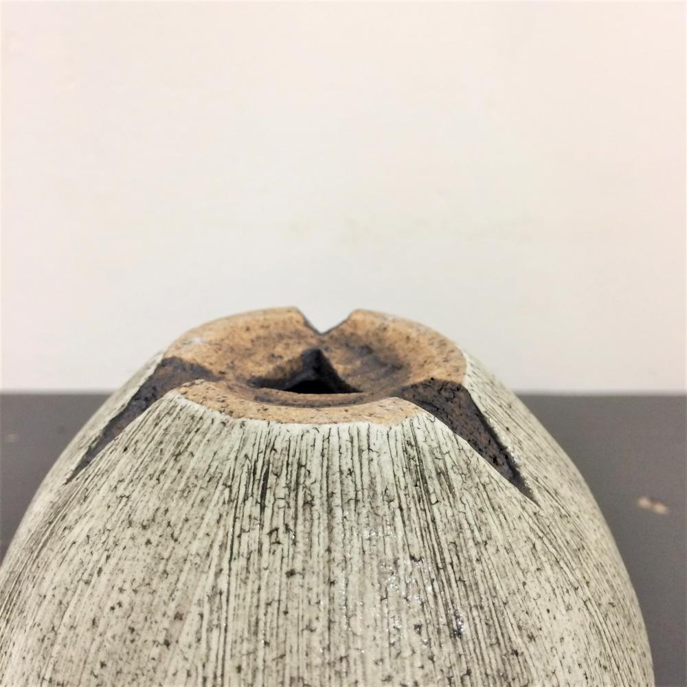 Konect Type06 SAGA 02/盆栽、多肉植物、塊根植物、観葉植物通販