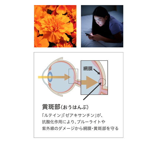 WHITE VEIL | PRODUCT ホワイトヴェール プレミアム