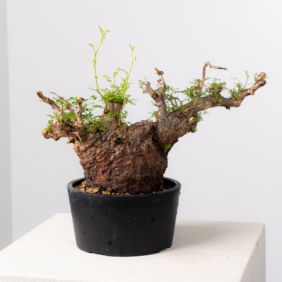 オペルクリカリア・パキプス / OPERCULICARYA PACHYPUS – KOMO