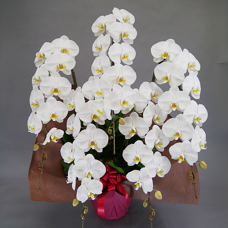 胡蝶蘭5本立特選・白 | 【胡蝶蘭ビズ】フラワーギフト・胡蝶蘭の専門店