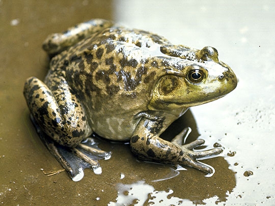 ウシガエルとは？ 意味や使い方 - コトバンク