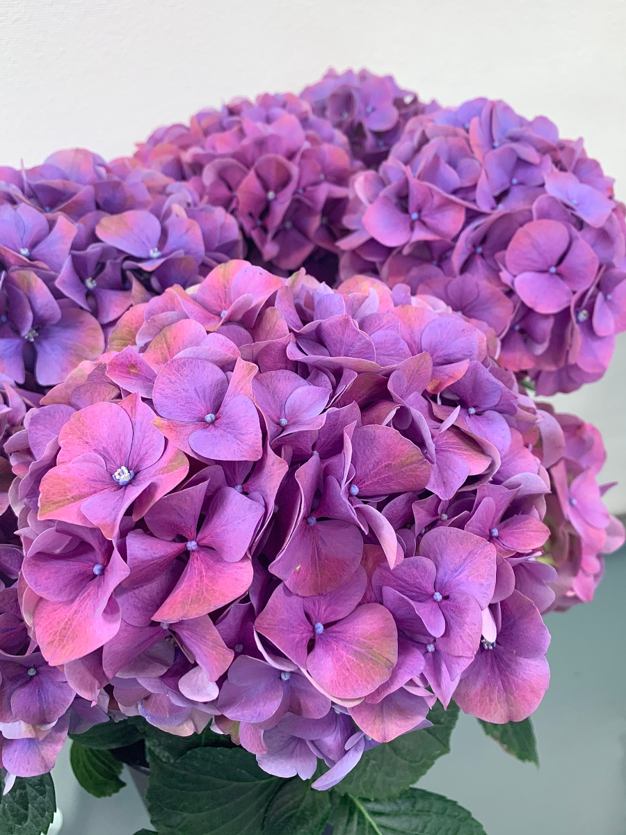 KOTA Photo アジサイ（鉢） 複色 | 九州大田花き