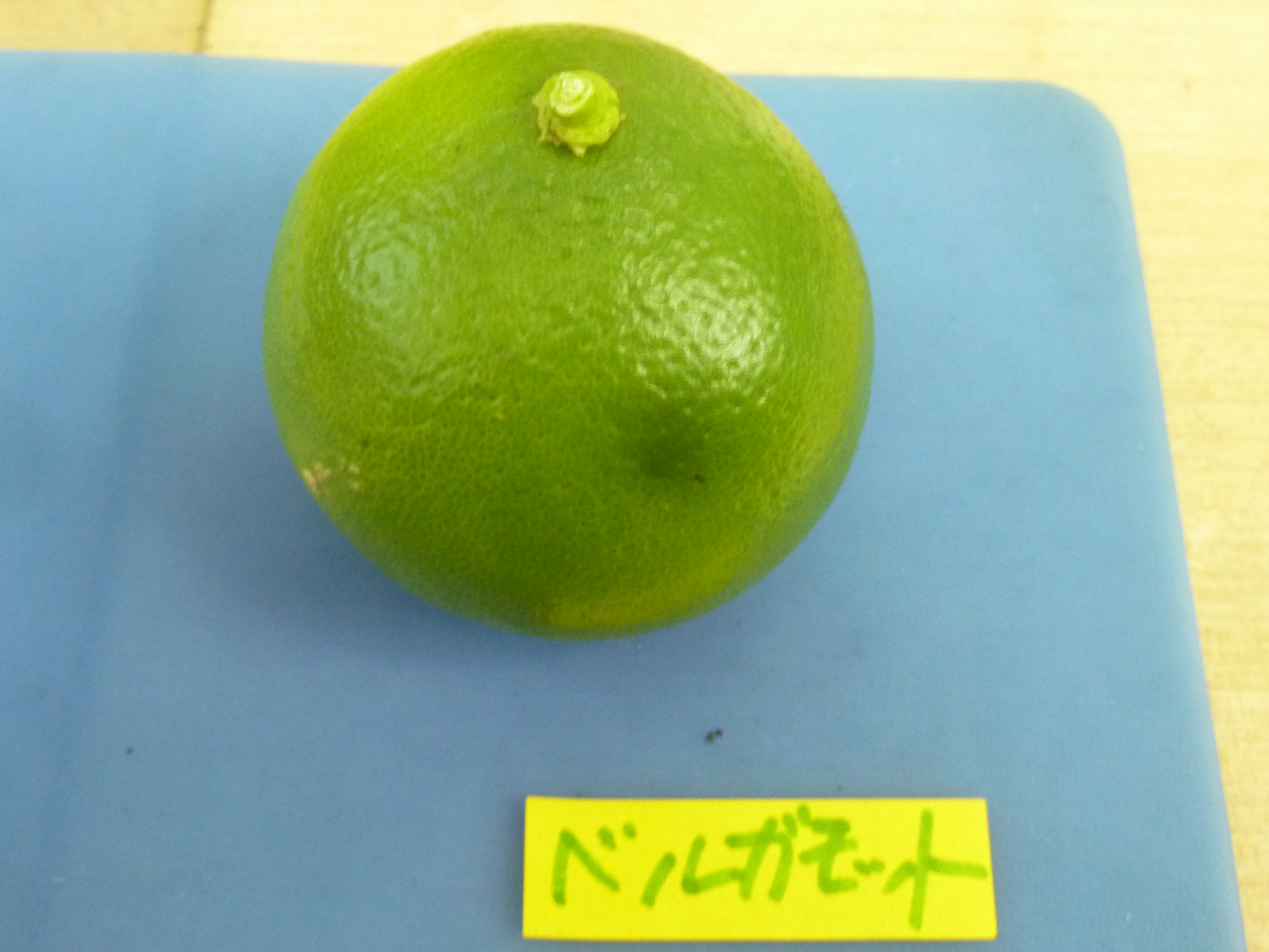 チャンドラポメロ 3年生（接ぎ木・素掘り）