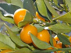 ぷちまる 種無し金柑【1年生】（接ぎ木・素掘り）