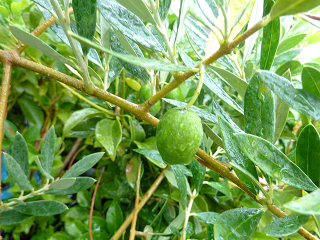 オリーブ モライオロ （ポット入り）