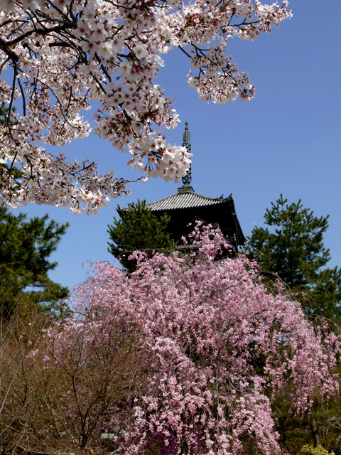 邪鬼】仁和寺 - 京都の神社お寺の動物図鑑