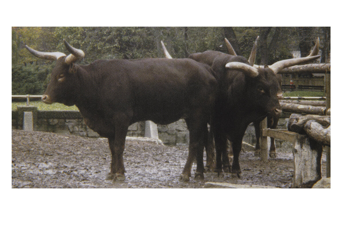 オランダ水牛「ステッキに使われる角（つの）材」 – ステッキ専門店