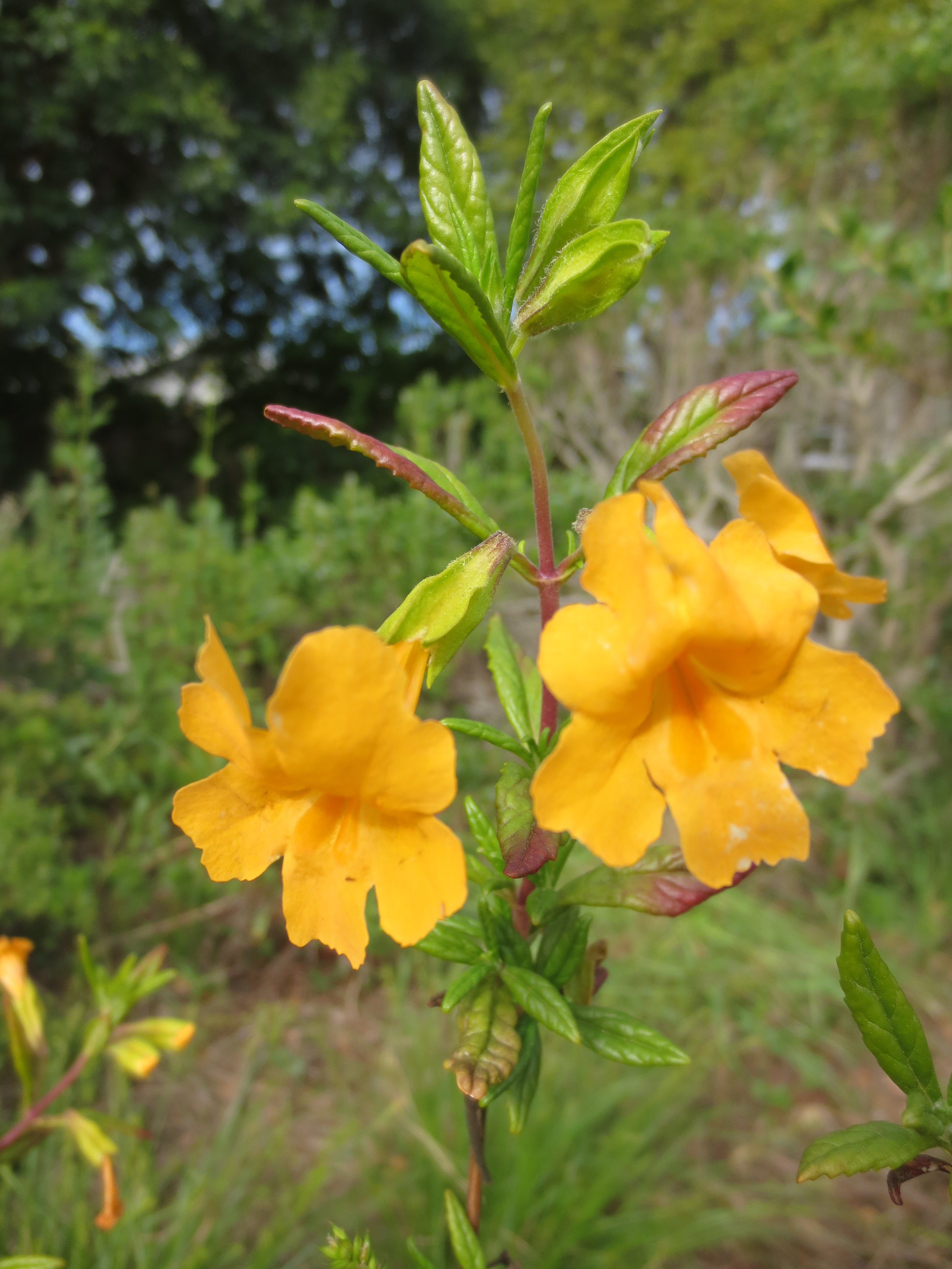 Diplacus aurantiacus, Sticky Monkeyflower – Larner Seeds