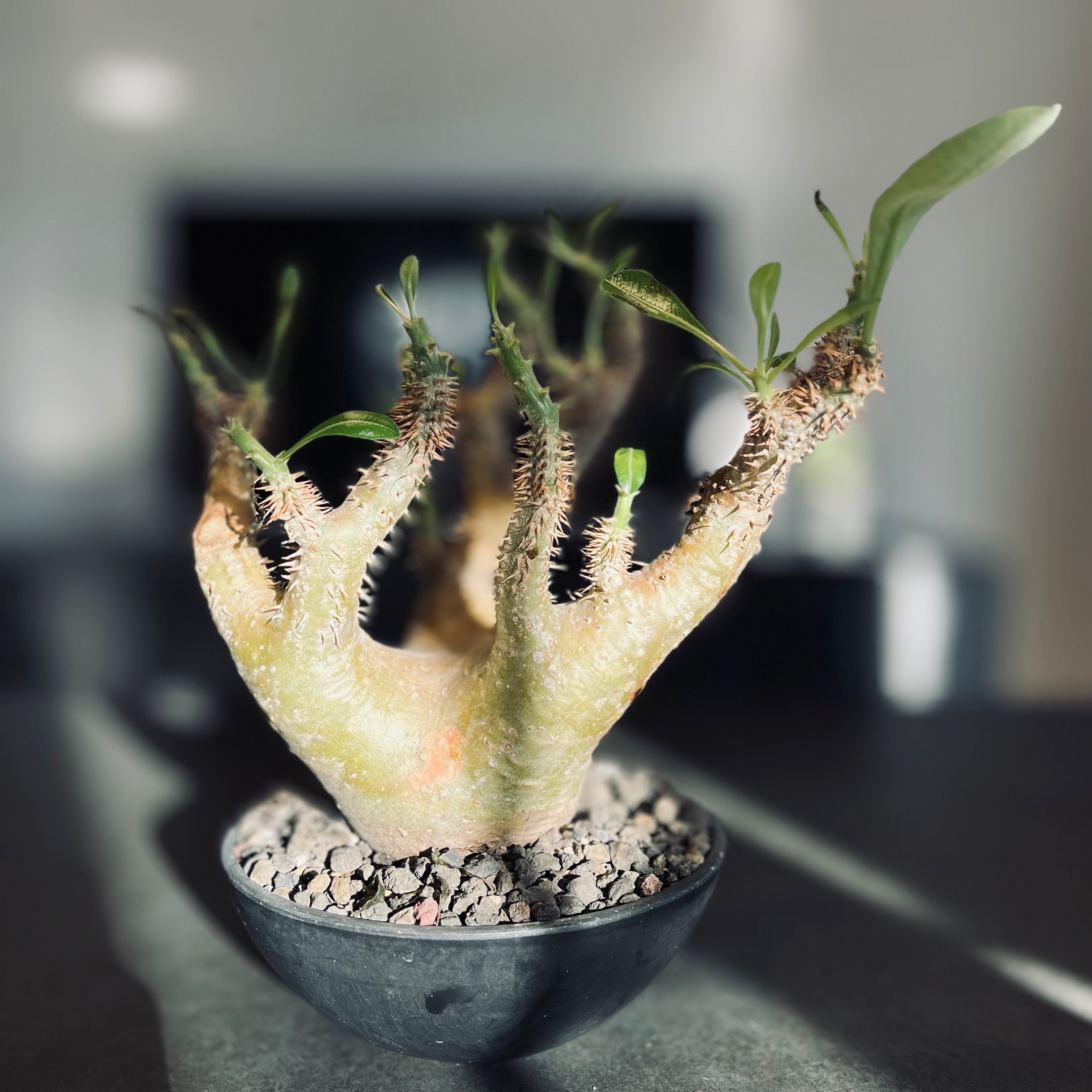 パキポディウム デンシフローラム – LAVELLI