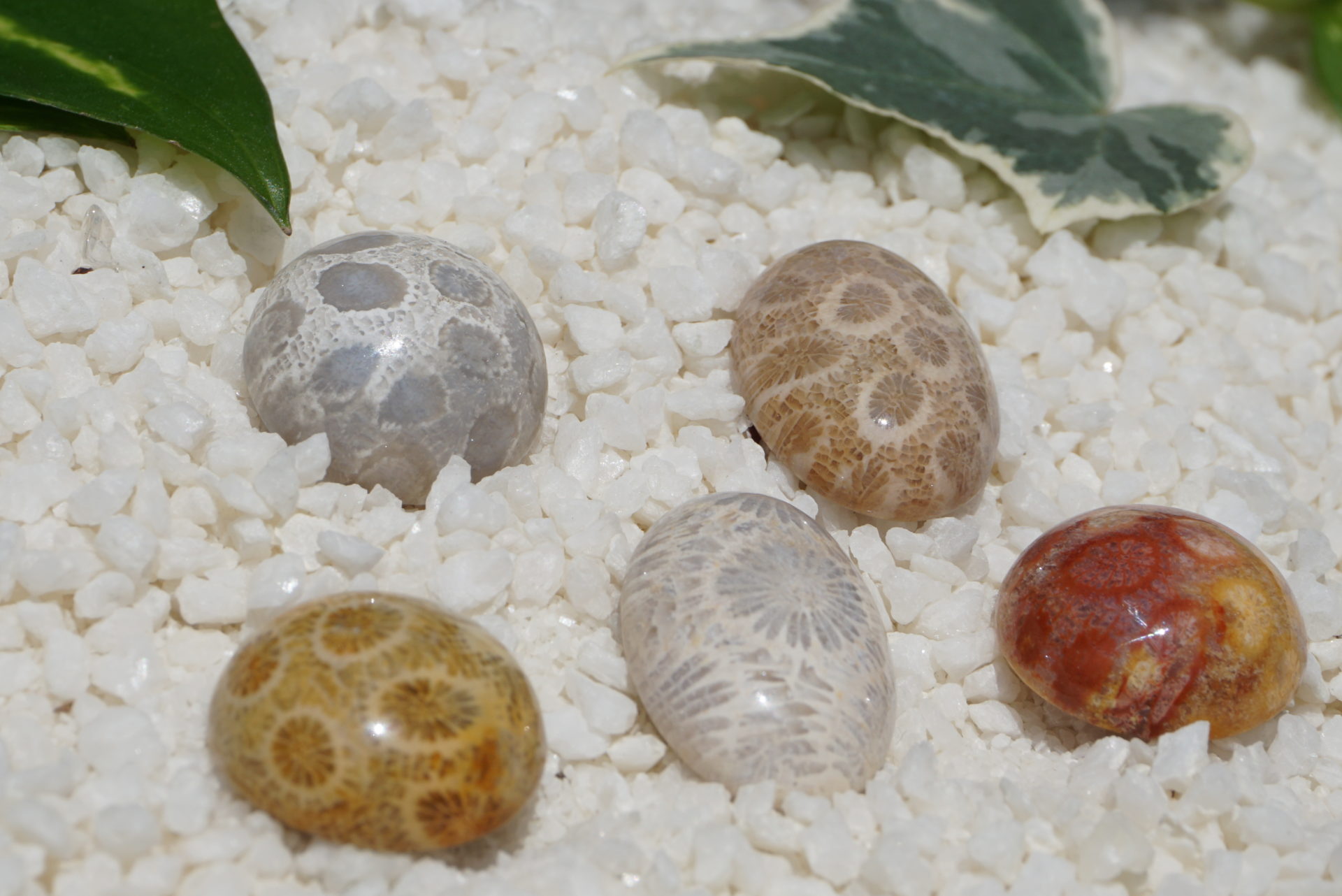 フォッシルコーラル カボション」 勢揃い「リアファル」「玉垣」