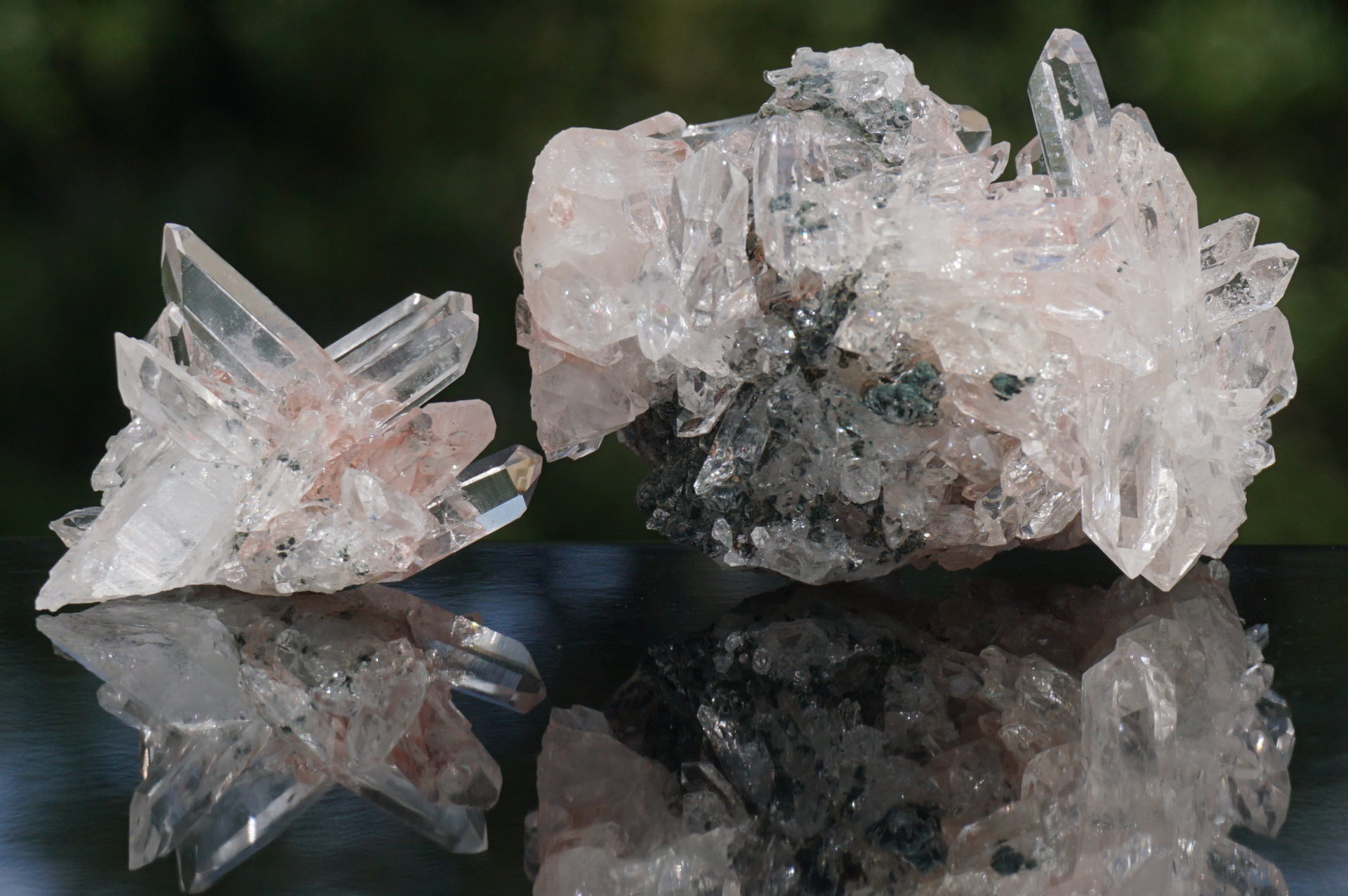 ピンクレムリアン ピンクレムリアンシード コロンビアレムリアン