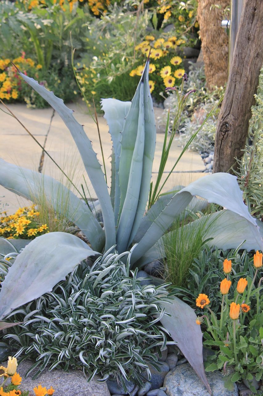 アガベ アメリカーナ・エクスパンサ : 田中 哲のブログ